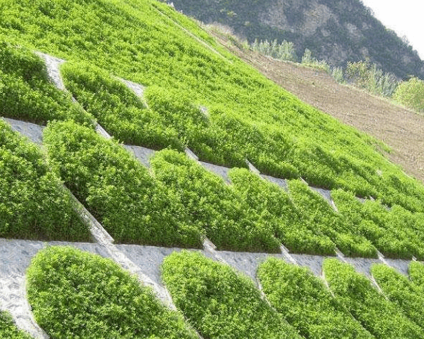 Slope Staking